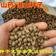 Authentic Iron Bar Yam Bean Seed Farmer Huaiyam Seedlings Yam Mouth Germinated Yam Bean Nursery Potted Plant Germination Grain (10) Authentic Iron Bar Yam Bean Seed