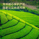 京东京造 2025新茶明前特级龙井100g地标绿茶茶叶罐自己喝伴手礼自营