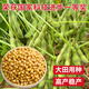 Wangyuan Xingzhonghuang 37/39/301 soybean soybean seeds, large seeds, high yield, disease resistance and lodging resistance, national approval base field, Zhonghuang 13 soybean seeds 2Jin Jin equal to 0.5kg