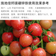 Shidijia agricultural granular calcium magnesium boron zinc iron chelated trace element water-soluble fertilizer apple tree vegetable anti-cracking foliar fertilizer calcium magnesium boron zinc iron 1kg*1 bag