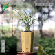 Wengyuan Orchid, Spring Orchid, Myth Thin Leaf Grass, Flower Tongue Colorful Flowers, Fresnel Buds, Strong Fragrance Green Plant Potted Plant, Myth 3 Seedlings, Large Strong Seedlings, Simple Pot Hair