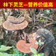 Fat Donglai's same wild Ganoderma lucidum pure natural purple Ganoderma wild L raw mountain natural non-bitter pruned branch with spore powder 250 grams Ganoderma lucidum sliced 3-4 pieces