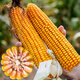 State-approved Shaanke No. 6 corn seed old variety, high-yielding agricultural field, early maturing large hybrid feed corn seed Shaanke No. 6 4400 seeds (one acre of land)