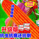 2025 national-approved corn seeds with stable yield, short stems, large stems, disease resistance, insect resistance, lodging resistance, mature live stems, abundant land and affordable, 22,000 grains in 5 acres of land, large growers