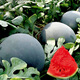 Dayu Lazy Man Watermelon Seed Seedlings Extra Large Suitable for Early Maturing Lazy People in the South 8424 Kirin Melon Meidu Seedless Fruits and Vegetables Black Skin Seedless Watermelon Seeds 20 + Pollination Seeds