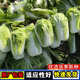 Chinese cabbage seeds are cold-resistant and can be sown in autumn. Cabbage seeds are easy to grow in outdoor fields. Shandong cabbage vegetable seeds. Fengkang 80 cabbage seeds. 1 pack, about 1,000 seeds.