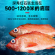 Selling fish Qilang red grouper net weight 3.2 Jin Jin equals 0.5 kilogram -3.4 Jin Jin equals 0.5 kilogram, a total of 2 sea-caught fresh frozen bigeye, whole rich fish