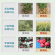 Guoguang Guoguang Ximu brassinolide lactone flower foliar fertilizer to alleviate phytotoxicity plant growth regulator Guoguang Ximu 100mlx1 bottle