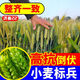 Nationally approved Jimai 22 wheat seeds, strong gluten field winter wheat seeds, high yield, dwarf stalks, lodging resistance and large panicle original species. Jimai 22 wheat original species 2Jin Jin is equal to 0.5 kg. Breed by the Academy of Agricultural Sciences