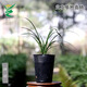 Wengyuan Orchid, Spring Orchid, Myth Thin Leaf Grass, Flower Tongue Colorful Flowers, Fresnel Buds, Strong Fragrance Green Plant Potted Plant, Myth 3 Seedlings, Large Strong Seedlings, Simple Pot Hair