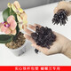 
Phalaenopsis special bracket orchid fixing clip protective cap plant fixing branch device plastic flower frame support rod [diameter 3mm] Phalaenopsis support rod 40cm long 10 rods + 10 protective caps + 20 clips