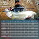 Haibo Tianyang Gelenkmarke Luya Pole Tian Serie Hochempfindlich Langstreckengebrauch Seebarschmandarin Fisch gerade Pistole Griff 682 m Ty-C-S-Waffe 2,03 m feste Stange