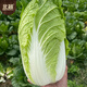 Beijing New No. 3 Chinese Cabbage Seeds Cold-resistant Winter and Spring Garden Field Vegetable Seeds Beijing New No. 3 Seeds 5g