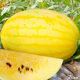 Dayu Lazy Man Watermelon Seed Seedlings Extra Large Suitable for Early Maturing Lazy Man in the South 8424 Kirin Melon Meidu Seedless Fruits and Vegetables Ansheng Golden Beauty Yellow Watermelon Seeds 100 capsules 2 bags