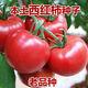Farmer's Big Pink Tomato Seeds Big Red Four Seasons Woolly Pink Persimmon Seeds Tomato Seedlings Balcony Garden Vegetable Seeds Big Tomato Seeds 666 + Song Fertilizer