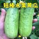 Rabbit leg fruit type authentic fruit cucumber short stick melon seeds field yard sowing early maturity in spring and autumn carefully selected 2 packs of about 100 seeds