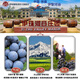 Yizhu Red Ice Wine 12 Degrees 375ml Xinjiang Ice Wine Sweet Red Asian Gold Gold Wine Country Country Yili River Valley Manor One Bottle Ice Red One Bottle 693 Meile secado Rojo