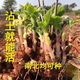 Yunnan Snow Lotus Seedlings Seedlings Seed Planting Fruit Seeds Bulb Seedlings Yellow Heart Fresh Base High Yield Soil 2Jin Jin is equal to 0.5kg (divided into 8 to 15 plants for planting)