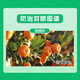 Guoguang Plant Source 2% Benzylaminopurine Rose Fruit Tree Flower Flowering and Germination Preserving Flower and Fruit Cytokinin 10m 10ml