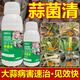 Garlic Bacteria Clear Extract Garlic Special Medicine Dry Tip Yellow Leaf Root Rot Leaf Blight Rust Purple Spot Sterilizing Garlic Bacteria Clear 100ml 2 Bottles