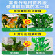 艾尚棵富贵竹营养液黄叶土培水养水培绿植物专用通的营养液花肥料怎么用 买2 送1【发3瓶】