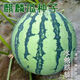 Big and sweet 8424 Kirin seeded watermelon seeds, extra large four-season vegetable and fruit seeds, original, about 250 pieces, affordable 989# rock sugar Kirin 8424 watermelon seeds