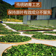 
Qingqian Liu Tea Tea [King of Plants] Jiangxi Xiushui Wild Qingqian Liu Original Leaf Original Original Place of Origin Ancient Tree Tender Leaf Green Qian Liu [500g] 2 Cans