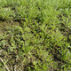 Artemisia truncatula root seedlings, Artemisia truncatula root seeds, Artemisia truncatula roots, mud mugwort roots, water mugwort roots, mugwort root seeds, old root seeds 100 plants