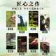 Tianchi Tea Industry 1392 Phoenix Dancong Chaozhou Gaoshan Tea Phoenix Dancong Tea Old Teng Milan 100g*1 Can