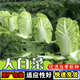 Chinese cabbage seeds are cold-resistant and can be sown in autumn. Cabbage seeds are easy to grow in outdoor fields. Shandong cabbage vegetable seeds. Fengkang 80 cabbage seeds. 1 pack, about 1,000 seeds.