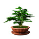 Tangshan Yunsong es auténtico Tangshan Dwarf Literary Bamboo Office es fácil de criar bonsai de escritorio en maceta verde con plantas en macetas 12023 Pot original Tangshan Yunsong de 5 años de 5 años