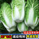 Chinese cabbage seeds are cold-resistant and can be sown in autumn. Cabbage seeds are easy to grow in outdoor fields. Shandong cabbage vegetable seeds. Fengkang 80 cabbage seeds. 1 pack, about 1,000 seeds.