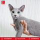 Zhuanmiao Soviet-style purebred Russian blue cat kitten live green-eyed cub domestic pet cat pedigree Russian blue cat