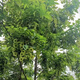 Fenghe Dalongshan Hunan Tea Yongzhou Jianghua Yao Ethnische Spezialität wild grünes Geld Willow Tee Jinqian Liu Tee Health Tey Trockenwaren Geschenkbox Wilde besondere Geschenkbox Jinqian Liu 180g/Box