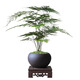 Eight-bud asparagus potted plant indoor living room Chinese Zen bonsai good to maintain green plants office decorations creative flowers Zen potted asparagus - containing melamine tray good with potted plants