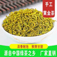 Ganxiangpo Golden Bud New Tea Rain Before Anhui Yellow Tea Bag Authentic Ration Tea Yellow Green Tea Extra Strong Fragrance 2024 125g (Try)