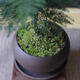 Eight-bud asparagus potted plant indoor living room Chinese Zen bonsai good to maintain green plants office decorations creative flowers Zen potted asparagus - containing melamine tray good with potted plants