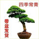 Buy one for two Yingke pine bonsai flowers indoor and outdoor four-season evergreen and cold-resistant pine pot green plants. The shopkeeper recommends 14-year-old seedlings. Two plants come in pots + fertilizer 30cm (inclusive) - 40cm (inclusive)