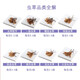 
Upstairs, Hong Kong, China, Cordyceps sinensis gift box, tonic for elderly, children, pregnant women, fresh dry goods in the first period, big dragon head azalea (level) 37.8 grams, eight liang (303g) and half Jin [Jin equals 0.5 kg]