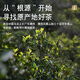 单丛王子抽湿鸭屎香鲜甜凤凰单丛茶潮州凤凰单枞茶茶叶乌龙茶500g
