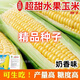 Sweet and crispy fruit corn, sweet and sticky corn, four big sticks, eaten raw in early seasons and grown in the field. Sweet and crispy fruit corn seeds. Sweet and crispy fruit corn seeds, original 5 packs of 200 grains.