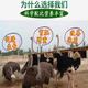 Special feed additive for ostrich, electrolytic multi-dimensional premix, seedling breeding, egg production, weight gain, fattening treasure vitamin, single bag