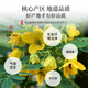 Tea Seed Cassia Tea Fried Cooked Cassia Large Grain Herbal Tea can be used as wolfberry chrysanthemum tea can be 500 grams