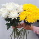 New type of Qingming Festival yellow and white chrysanthemum flower bouquet mourning grave sweeping ancestor worship mountain praying to God Guangzhou base speed white chrysanthemum 60 pieces