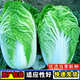 Chinese cabbage seeds are cold-resistant and can be sown in autumn. Cabbage seeds are easy to grow in outdoor fields. Shandong cabbage vegetable seeds. Fengkang 80 cabbage seeds. 1 pack, about 1,000 seeds.