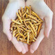 Xueyuantang cordyceps sinensis insecte entier herbe cassée authentique cordyceps sélectionnés produits toniques plateau cordyceps entiers insectes chinois médicinaux toniques environ 0,2 g / racine (insecte entier herbe brisée)