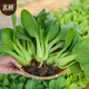 Beishu small green vegetable seed seedlings Shanghai green stem rapeseed fast-growing 605 Shanghai green seeds 50g about 20,000 grains