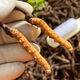 Fresh Cordyceps sinensis 2025 Erste Periode Cordyceps Authentische Führer hoch Höhengeschenk authentisch frisches Cordyceps Festival 0,8-0,9g/Wurzel 100 frische Cordyceps Cordyceps Sinensis Cordyceps SF Express Lieferung