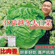 38 Jin Jin is equal to 0.5 kg. Overwintering Chinese cabbage seeds Shandong Chinese cabbage seeds. Chinese cabbage seeds are disease-resistant and high-yielding. Leafy cabbage. Original 2 packs (about 2000 grains) + Songpin. 38 Jin Jin is equal to 0.5 kg. Winter storage Chinese cabbage seeds.