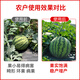 Jinzhengda calcium and magnesium water-soluble fertilizer with medium amount of elements for fruit trees and vegetables to prevent hollow cracked fruit deformity, fruit expansion and fruit strengthening fertilizer calcium and magnesium for fertilization 5L